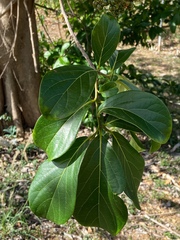 Cordia collococca