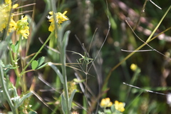 Acrometopa macropoda