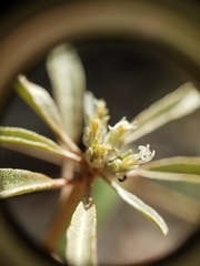 Croton argyranthemus