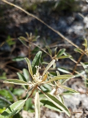 Croton argyranthemus