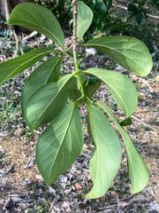 Cordia collococca