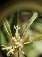 Croton argyranthemus