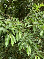 Alniphyllum pterospermum