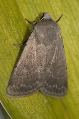 Caradrina gilva
