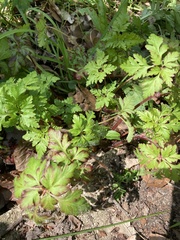 Geranium robertianum