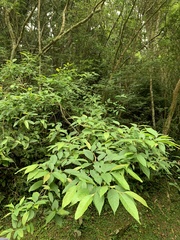 Alniphyllum pterospermum