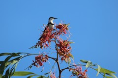 Cissomela pectoralis