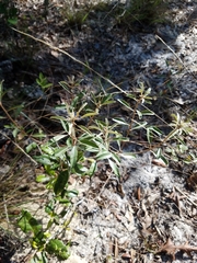 Croton argyranthemus