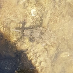 Tetractenos hamiltoni