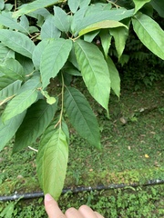 Alniphyllum pterospermum