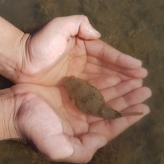 Tetractenos hamiltoni