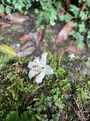 Alniphyllum pterospermum