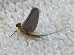 Ephemerella invaria