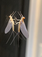 Ephemerella invaria