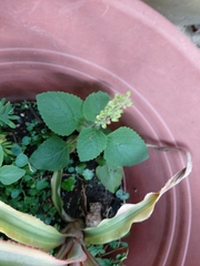 Coleus scutellarioides