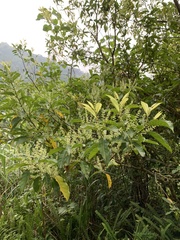 Itea