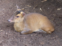 Reeves' Muntjac photo 5