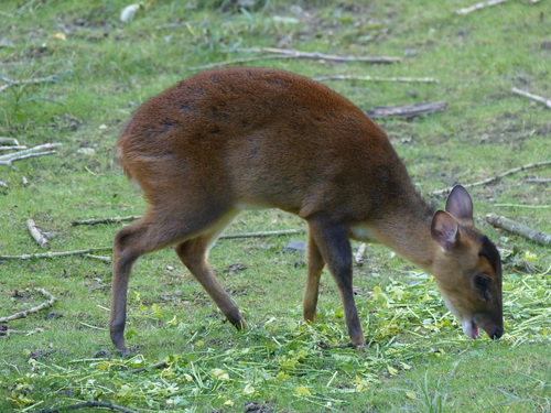Reeves's Muntjac