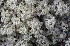 Pulchrocladia ferdinandii