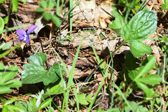 Viola triloba