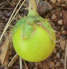Solanum supinum image