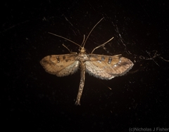 Hydriris chalybitis