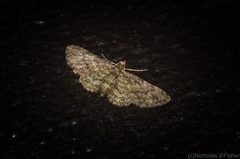 Chloroclystis mniochroa