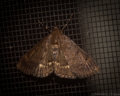 Syllepte ochrotozona