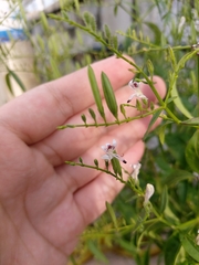 Andrographis paniculata