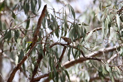 Cissomela pectoralis