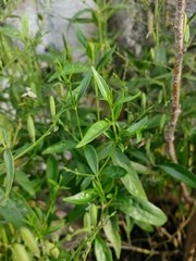 Andrographis paniculata