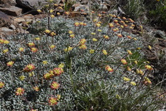 Eriogonum caespitosum