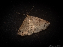 Lithilaria proestans