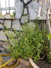 Andrographis paniculata