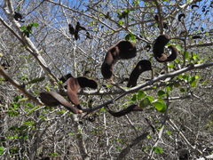 Microlobius foetidus