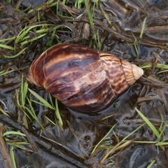 Lissachatina immaculata