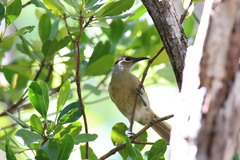 Xanthotis flaviventer