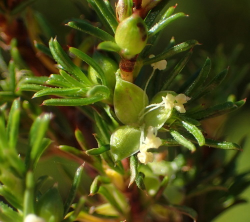 Image of Cliffortia filifolia by (c) Nicola van Berkel, some rights reserved (CC BY-SA)