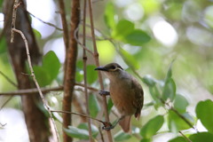 Xanthotis flaviventer