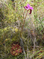 Drosera cuneifolia