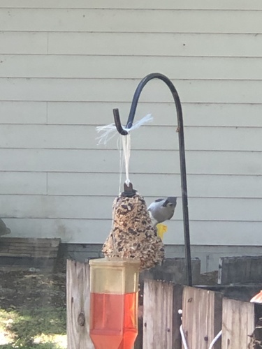 Baeolophus bicolor image