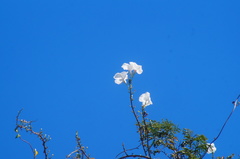 Ipomoea populina