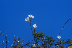 Ipomoea populina