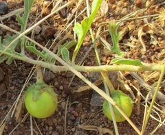 Solanum supinum image