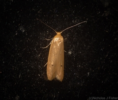 Platoloncha psamathina