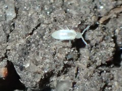 Entomobryoidea