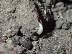Entomobryoidea