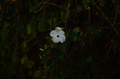Ipomoea populina