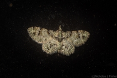 Chloroclystis guttifera