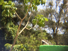 Leucolia violiceps
